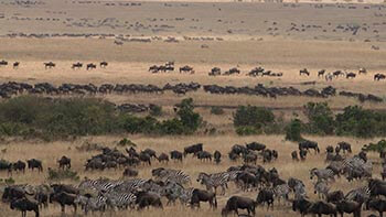Ndutu Plains